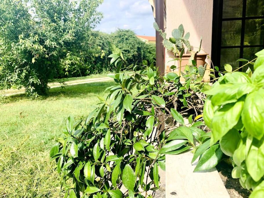 Raffinatezza Rustica Nella Campagna Veneziana Appartement Canton  Buitenkant foto